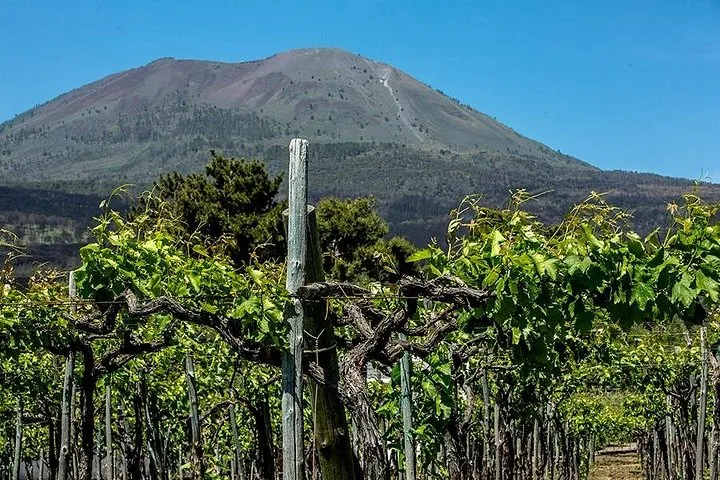 Pompeii with Wine Tasting and Lunch from Naples, photo 2 from the operator's listing