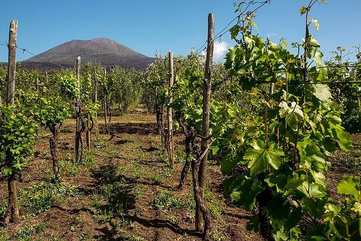Pompeii with Wine Tasting and Lunch from Naples, photo 3 from the operator's listing